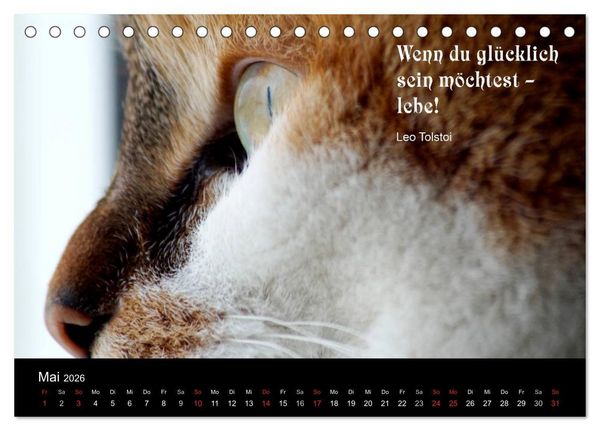 Produktbild: Gl&uuml;ckskatze - Mit Zitaten zum Thema Gl&uuml;ck (Tischkalender 2026 DIN A5 quer), CALVENDO Monatskalender