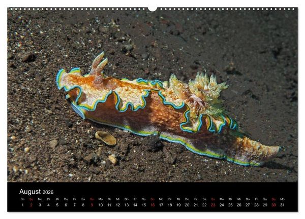 Produktbild: Unterwasserwelt Nacktschnecken (hochwertiger Premium Wandkalender 2026 DIN A2 quer), Kunstdruck in Hochglanz