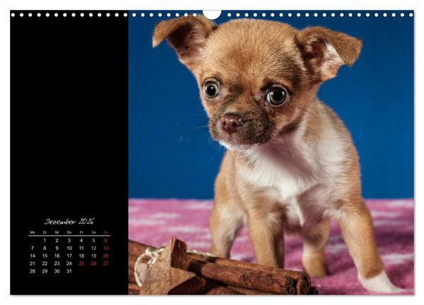 Produktbild: Chihuahua Welpen und Freunde (Wandkalender 2026 DIN A3 quer), CALVENDO Monatskalender
