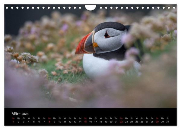 Produktbild: Papageientaucher 2026 (Wandkalender 2026 DIN A4 quer), CALVENDO Monatskalender