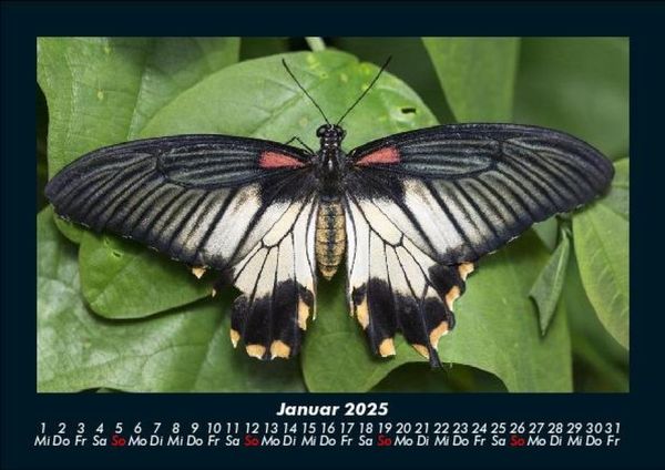 Produktbild: Bunte Pracht der Schmetterlinge 2025 Fotokalender DIN A5