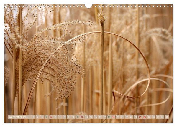 Produktbild: Faszinierende Pflanzenwelt (Wandkalender 2027 DIN A3 quer), CALVENDO Monatskalender