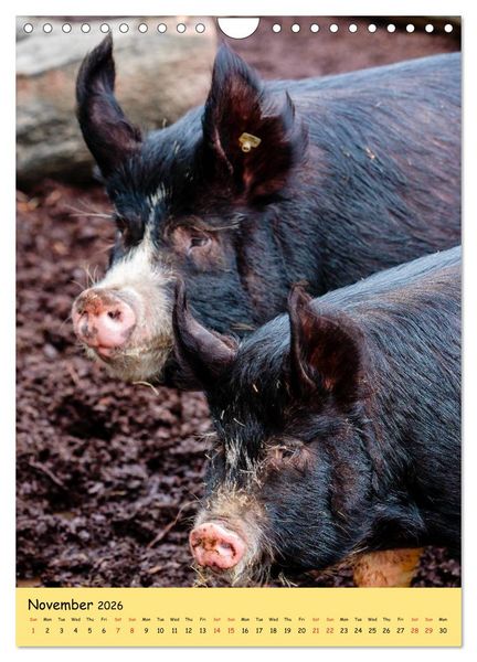 Produktbild: Just Pigs (Wall Calendar 2026 DIN A4 portrait), CALVENDO 12 Month Wall Calendar