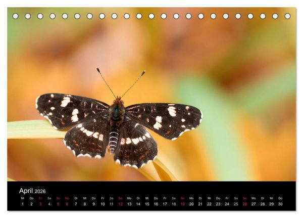 Produktbild: Heimische Schmetterlinge (Tischkalender 2026 DIN A5 quer), CALVENDO Monatskalender