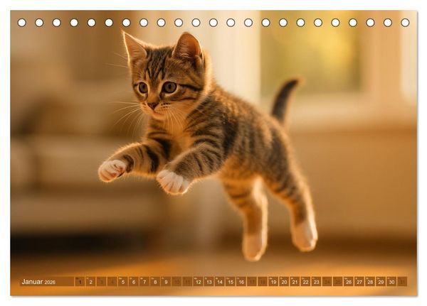 Produktbild: Katzenblicke &ndash; Eleganz und Anmut (Tischkalender 2026 DIN A5 quer), CALVENDO Monatskalender