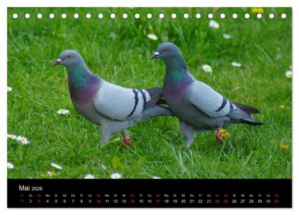Produktbild: Tauben in der Stadt (Tischkalender 2026 DIN A5 quer), CALVENDO Monatskalender