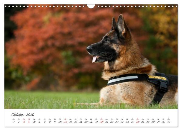 Produktbild: Deutsche Sch&auml;ferhunde - Liebenswerte Graunasen (Wandkalender 2026 DIN A3 quer), CALVENDO Monatskalender