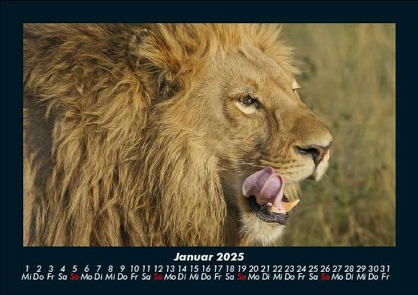 Produktbild: L&ouml;wen in der Wildnis 2025 Fotokalender DIN A5