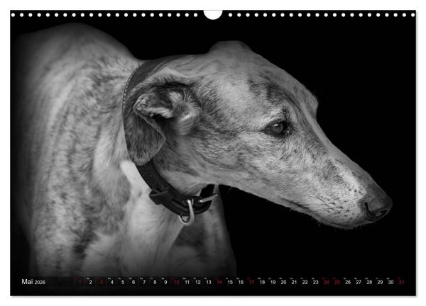 Produktbild: Galgo Espa&ntilde;ol - der spanische Windhund 2026 (Wandkalender 2026 DIN A3 quer), CALVENDO Monatskalender