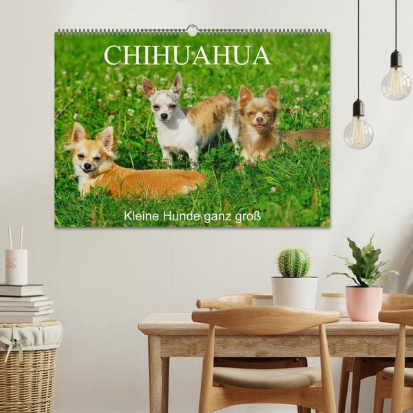 Produktbild: Chihuahua - Kleine Hunde ganz gro&szlig; (Wandkalender 2026 DIN A2 quer), CALVENDO Monatskalender