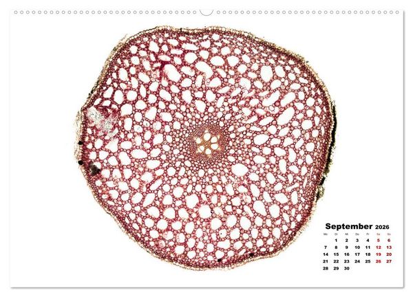 Produktbild: Pflanzen unter dem Mikroskop (Wandkalender 2026 DIN A2 quer), CALVENDO Monatskalender