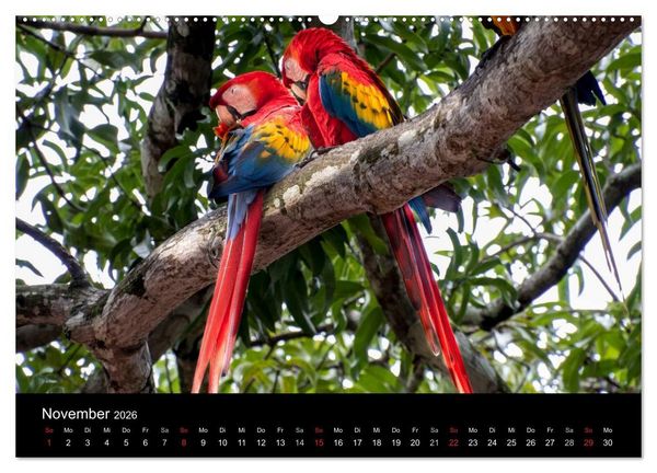 Produktbild: Costa Rica. Faszinierende Tierwelt (hochwertiger Premium Wandkalender 2026 DIN A2 quer), Kunstdruck in Hochglanz