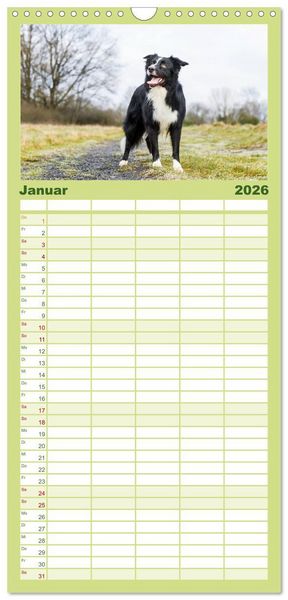 Produktbild: Familienplaner 2026 - Border Collies 2026 mit 5 Spalten (Wandkalender, 21 x 45 cm) CALVENDO