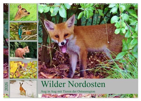 Wilder Nordosten - Aug in Aug mit Tieren der Ostseeregion (Wandkalender 2026 DIN A2 quer), CALVENDO Monatskalender
