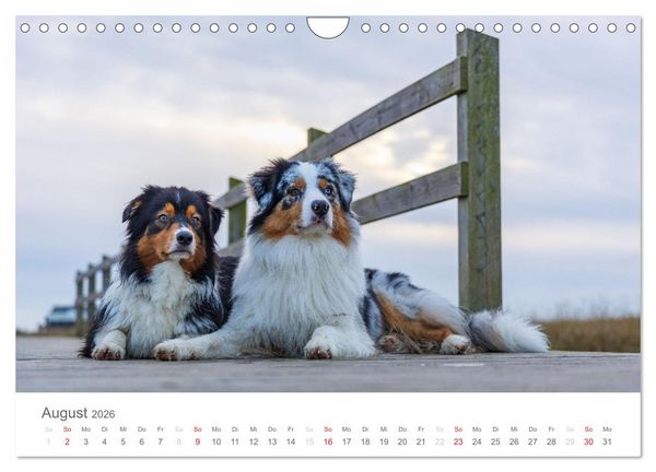 Produktbild: Australian Shepherd 2026 (Wandkalender 2026 DIN A4 quer), CALVENDO Monatskalender