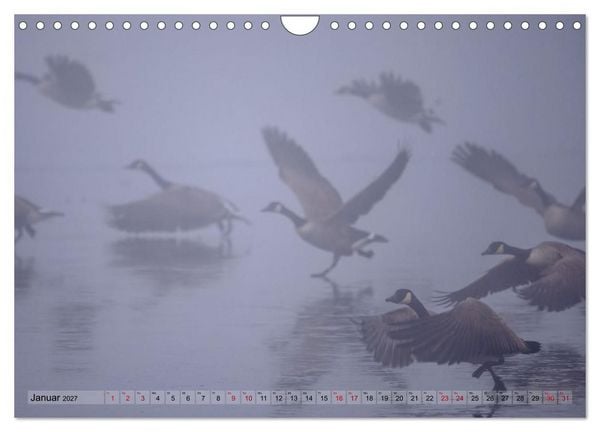 Produktbild: Gans sch&ouml;n wild (Wandkalender 2027 DIN A4 quer), CALVENDO Monatskalender