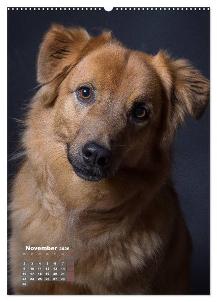 Produktbild: Treue Wegbegleiter, Hunde im Portrait. (Wandkalender 2026 DIN A2 hoch), CALVENDO Monatskalender