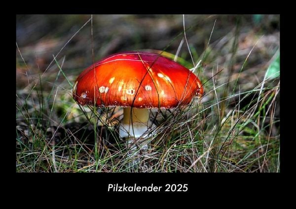 Produktbild: Pilzkalender 2025 Fotokalender DIN A3