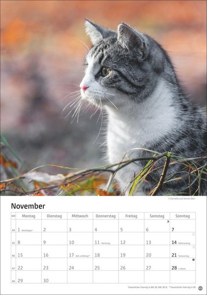 Produktbild: Katzen Kalender 2027