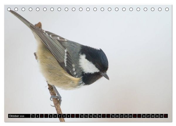 Produktbild: V&ouml;gel aus dem Garten (Tischkalender 2026 DIN A5 quer), CALVENDO Monatskalender