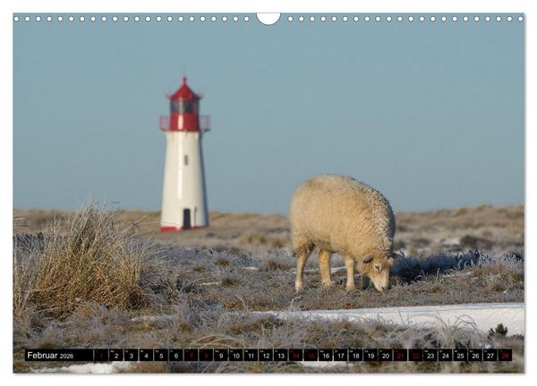 Produktbild: Schafe auf Sylt (Wandkalender 2026 DIN A3 quer), CALVENDO Monatskalender