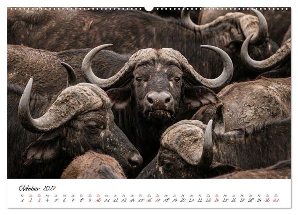 Produktbild: Better Together - Herdenmomente (hochwertiger Premium Wandkalender 2027 DIN A2 quer), Kunstdruck in Hochglanz