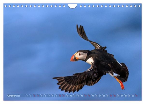 Produktbild: Puffins - Papageientaucher auf Island (Wandkalender 2026 DIN A4 quer), CALVENDO Monatskalender