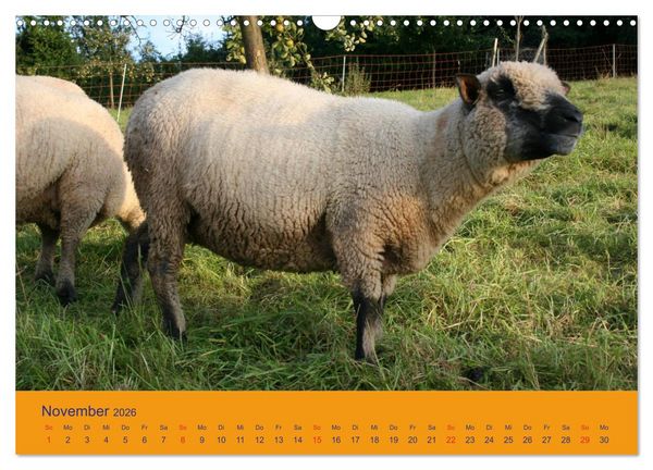 Produktbild: Shropshire Schafe (Wandkalender 2026 DIN A3 quer), CALVENDO Monatskalender