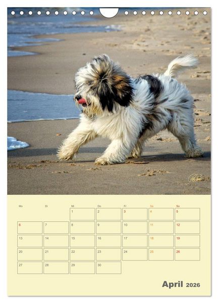 Produktbild: PON-Welpen - jeder Tag ein gro&szlig;es Abenteuer / Planer (Wandkalender 2026 DIN A4 hoch), CALVENDO Monatskalender