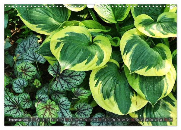 Produktbild: Hosta Staude mit Herz (Wandkalender 2026 DIN A3 quer), CALVENDO Monatskalender