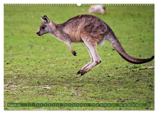 Produktbild: Big Five Australiens Buckelwal, Walhai, Orca, Quokka,K&auml;nguru (Wandkalender 2026 DIN A2 quer), CALVENDO Monatskalender