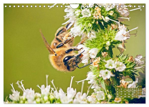 Produktbild: Ein Leben f&uuml;r den Honig - Bienen und Imker (Wandkalender 2026 DIN A4 quer), CALVENDO Monatskalender
