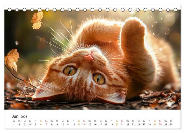 Produktbild: Katzen - Kalender f&uuml;r alle Miezenfans (Tischkalender 2026 DIN A5 quer), CALVENDO Monatskalender