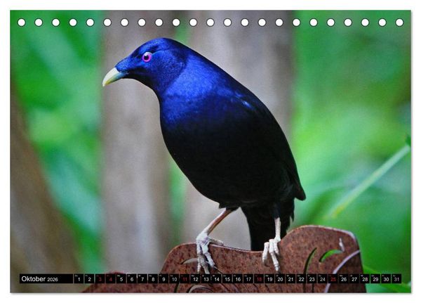 Produktbild: Australiens Tierwelt (Tischkalender 2026 DIN A5 quer), CALVENDO Monatskalender