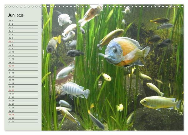 Produktbild: Knallbunte Wasserwelt. Die Welt der Fische (Wandkalender 2026 DIN A3 quer), CALVENDO Monatskalender