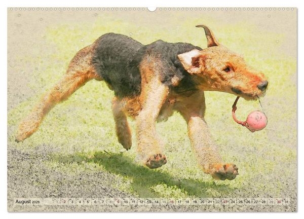 Produktbild: Airedale Terrier 2026 (hochwertiger Premium Wandkalender 2026 DIN A2 quer), Kunstdruck in Hochglanz