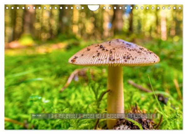 Produktbild: Vielfalt am Waldboden (Wandkalender 2026 DIN A4 quer), CALVENDO Monatskalender