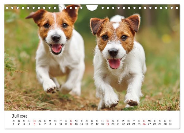 Produktbild: JACK RUSSEL - Kleine Hunde mit gro&szlig;em Charakter (Wandkalender 2026 DIN A4 quer), CALVENDO Monatskalender