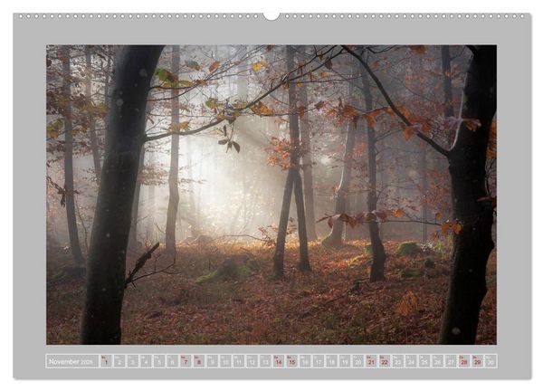 Produktbild: Wald im Licht (Wandkalender 2026 DIN A2 quer), CALVENDO Monatskalender