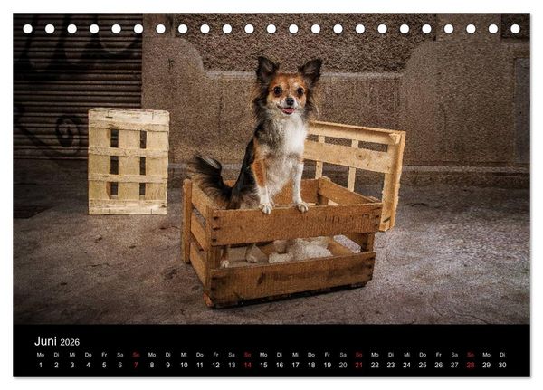 Produktbild: Chihuahuas - Cool and Cute (Tischkalender 2026 DIN A5 quer), CALVENDO Monatskalender