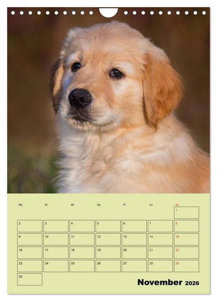 Produktbild: Jahresplaner Golden Retriever (Wandkalender 2026 DIN A4 hoch), CALVENDO Monatskalender