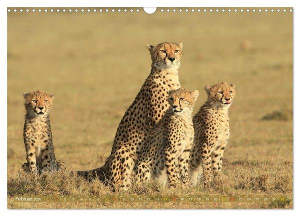 Produktbild: Wildtierparadies Afrika - Eine Foto-Reise durch die Savannen (Wandkalender 2026 DIN A3 quer), CALVENDO Monatskalender
