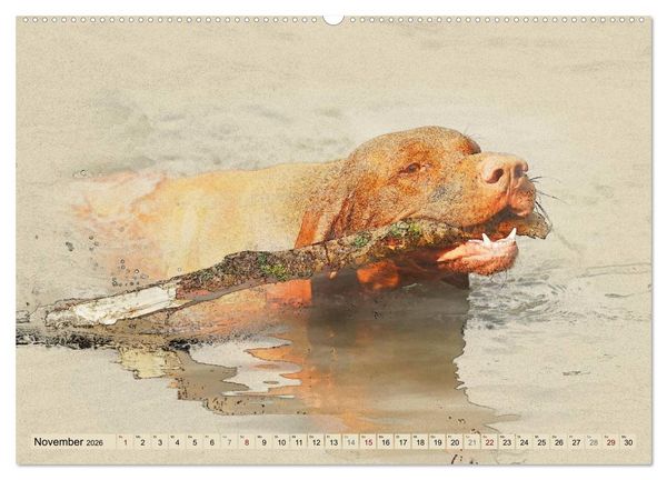 Produktbild: Magyar Vizsla 2026 (hochwertiger Premium Wandkalender 2026 DIN A2 quer), Kunstdruck in Hochglanz
