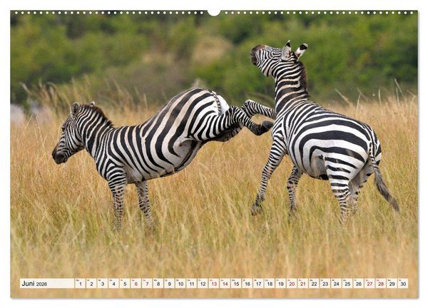 Produktbild: Faszination Afrika: Zebras (hochwertiger Premium Wandkalender 2026 DIN A2 quer), Kunstdruck in Hochglanz