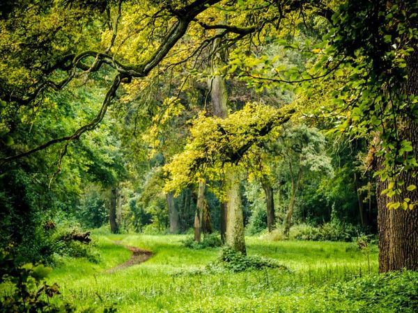Produktbild: CALVENDO Puzzle Ein Blick in den Wald | 1000 Teile Lege-Gr&ouml;&szlig;e 64x48cm Foto-Puzzle f&uuml;r gl&uuml;ckliche Stunden
