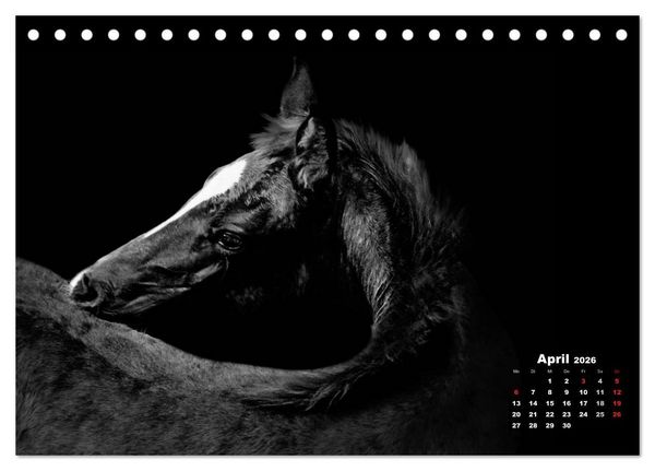 Produktbild: Pferde zwischen Licht und Schatten (Tischkalender 2026 DIN A5 quer), CALVENDO Monatskalender