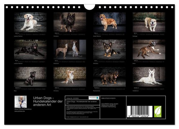 Produktbild: Urban Dogs - Hundekalender der anderen Art (Wandkalender 2026 DIN A4 quer), CALVENDO Monatskalender