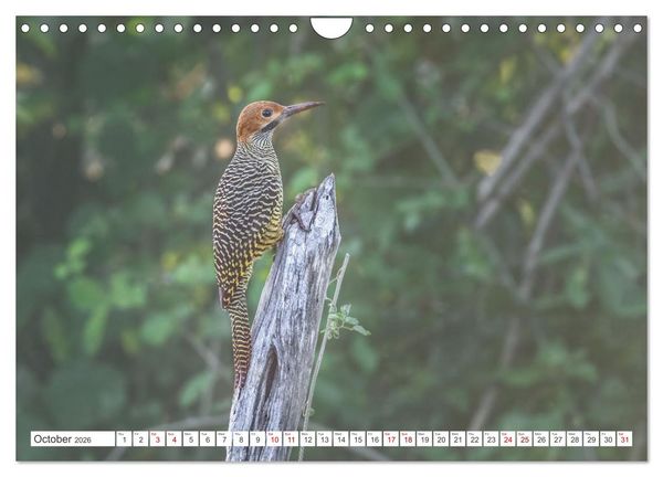 Produktbild: Birds of Cuba Island (Wall Calendar 2026 DIN A4 landscape), CALVENDO 12 Month Wall Calendar