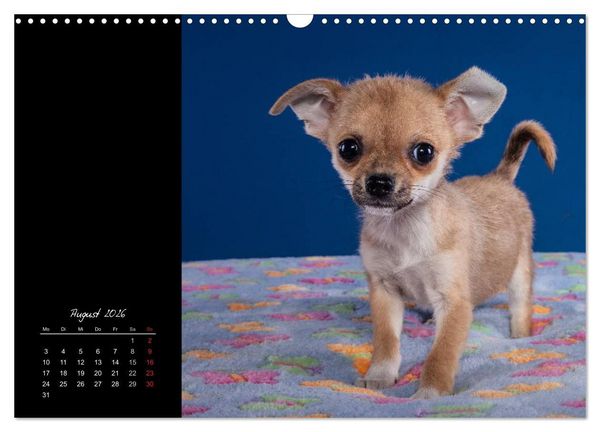 Produktbild: Chihuahua Welpen und Freunde (Wandkalender 2026 DIN A3 quer), CALVENDO Monatskalender