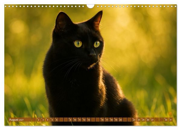 Produktbild: Katzenblicke &ndash; Eleganz und Anmut (Wandkalender 2027 DIN A3 quer), CALVENDO Monatskalender